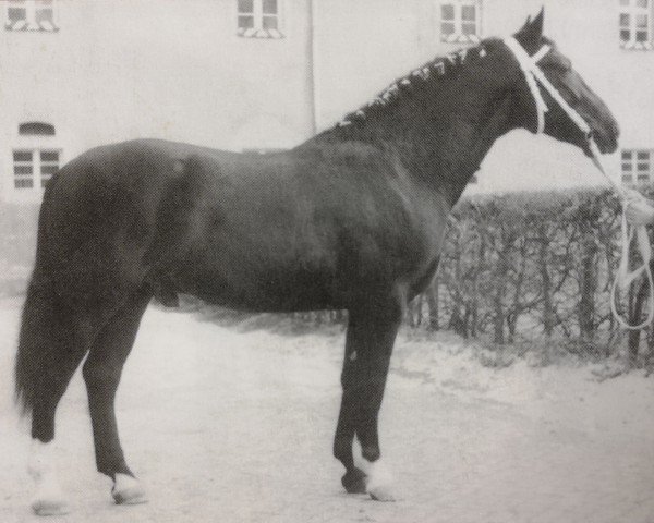 Deckhengst Elegant (Schweres Warmblut, 1963, von Edelfalk Mo 1160)