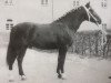 stallion Elegant (Heavy Warmblood, 1963, from Edelfalk Mo 1160)