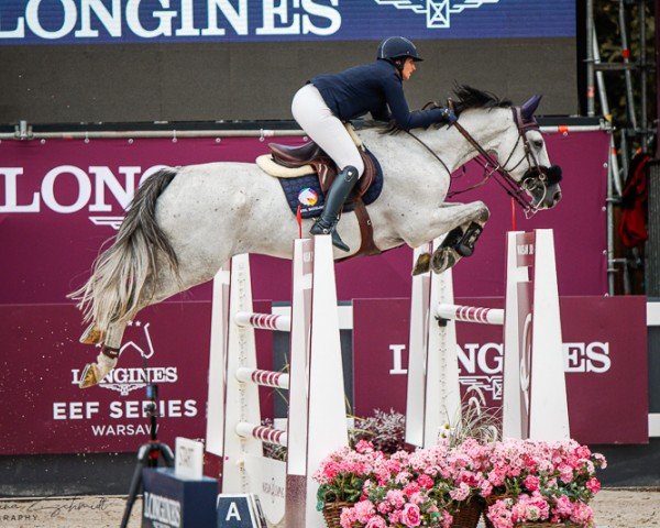 Springpferd Electro vd Kromsteeg Z (Zangersheide Reitpferd, 2014, von Emerald van 't Ruytershof)