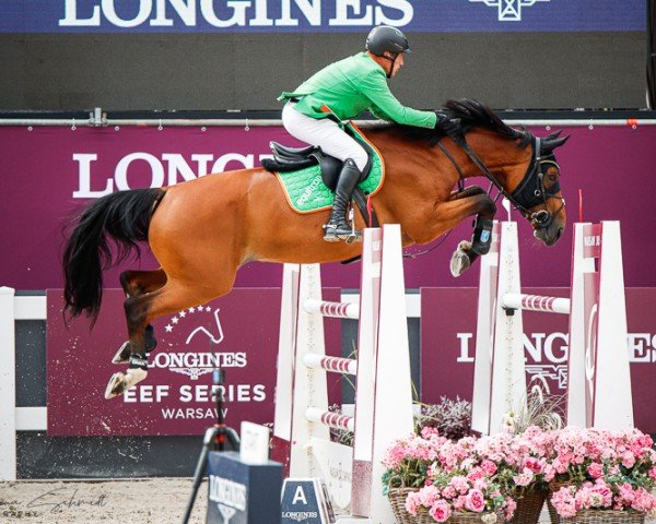 jumper Equitron Melody vd Smidshoeve (Belgian Warmblood, 2012, from Epleaser van het Heike)