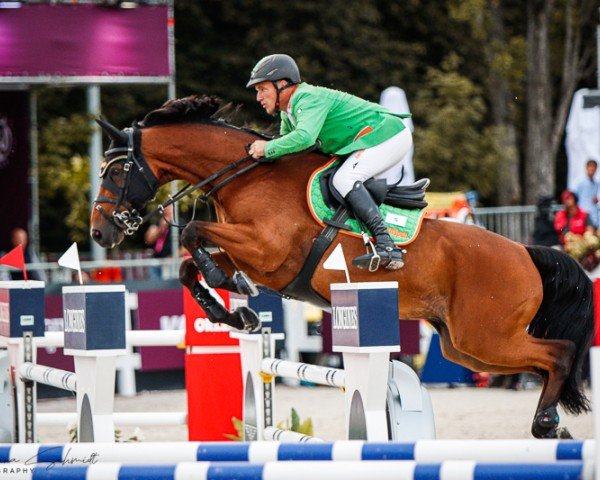 jumper Equitron Ornaat V (Belgian Warmblood, 2014, from Ut Majeur de Brecey)