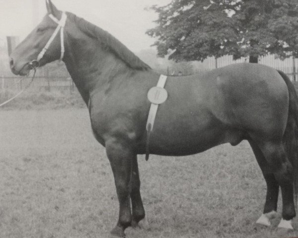stallion Elker Mo 1072 (Oldenburg, 1952, from Elkan 3859)