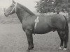 stallion Elker Mo 1072 (Oldenburg, 1952, from Elkan 3859)