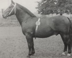 Deckhengst Elker Mo 1072 (Oldenburger, 1952, von Elkan 3859)