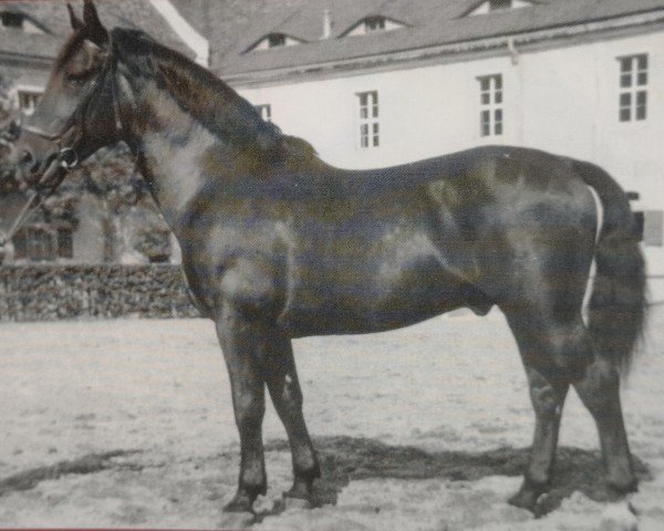 stallion Elmsfeuer Mo 370 (unknown, 1942, from Elm 3486)