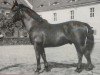 stallion Elmsfeuer Mo 370 (Oldenburg, 1942, from Elm 3486)