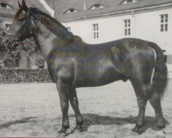 stallion Elmsfeuer Mo 370 (Oldenburg, 1942, from Elm 3486)