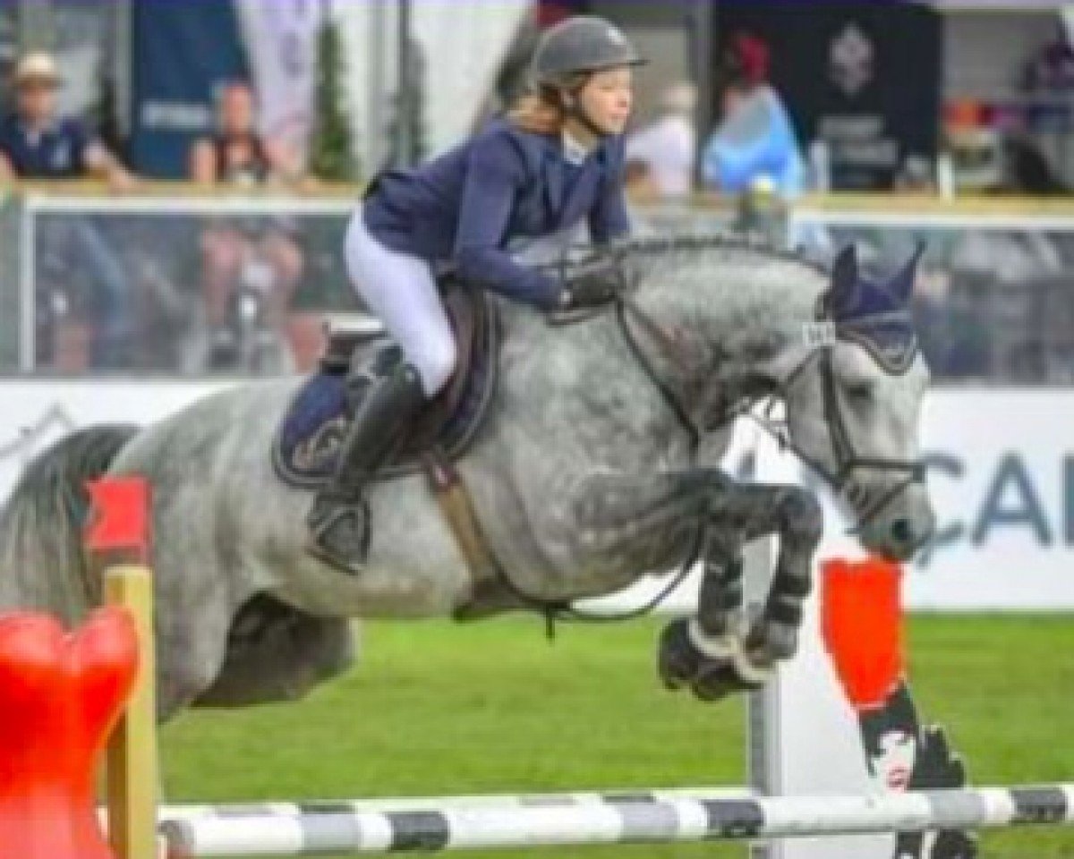 stallion Doker de Maucourt (Selle Français, 2013, from Kannan)
