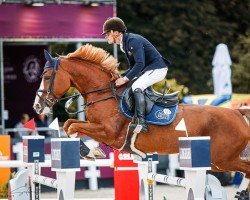 Zuchtstute Horsedeals Notre-Dame van 't Roosakker (Belgisches Warmblut, 2013, von Echo van het Spieveld)