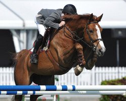 broodmare Qh Evita de Kalvarie (Belgian Warmblood, 2004, from Chin Chin)