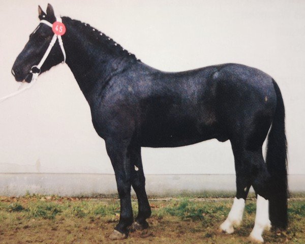 stallion Emanuel (Heavy Warmblood, 1989, from Erbe MO 1456)