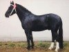 Deckhengst Emanuel (Schweres Warmblut, 1989, von Erbe MO 1456)