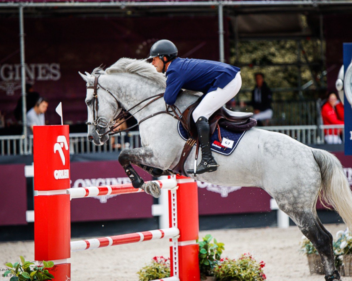 stallion Jagger Srk (KWPN (Royal Dutch Sporthorse), 2014, from Untouchable)