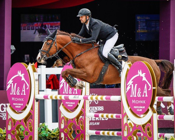 jumper Jernilla (KWPN (Royal Dutch Sporthorse), 2014, from Classic Girl)