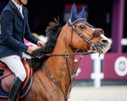 Springpferd Joyride S (Belgisches Warmblut, 2009, von Toulon)