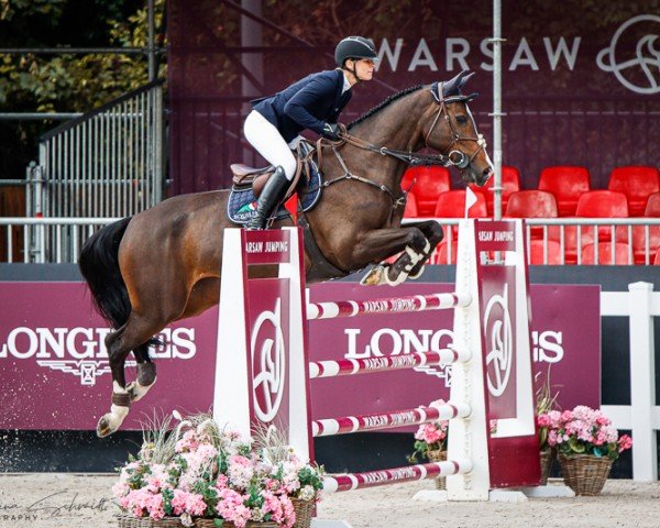 jumper Kaloma-N (KWPN (Royal Dutch Sporthorse), 2015, from Sterrehof's Great Blue)