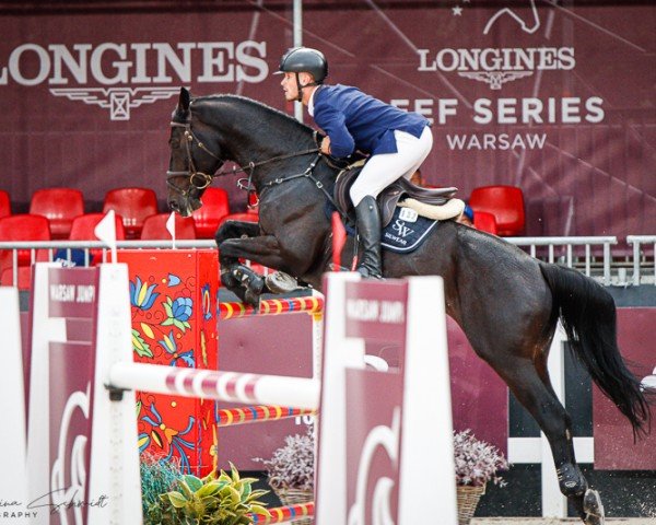 jumper Kamir Red Wine (Oldenburg show jumper, 2015, from Kannan)