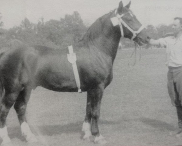 stallion Enrico von Hermstedt Th 739 (Heavy Warmblood, 1952, from Edelmann Th 670)