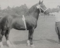 Deckhengst Enrico von Hermstedt Th 739 (Schweres Warmblut, 1952, von Edelmann Th 670)