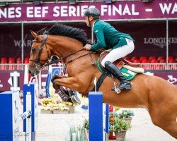 jumper Karanza van de Boomgaardschuur (KWPN (Royal Dutch Sporthorse), 2015, from Eldorado vd Zeshoek Tn)