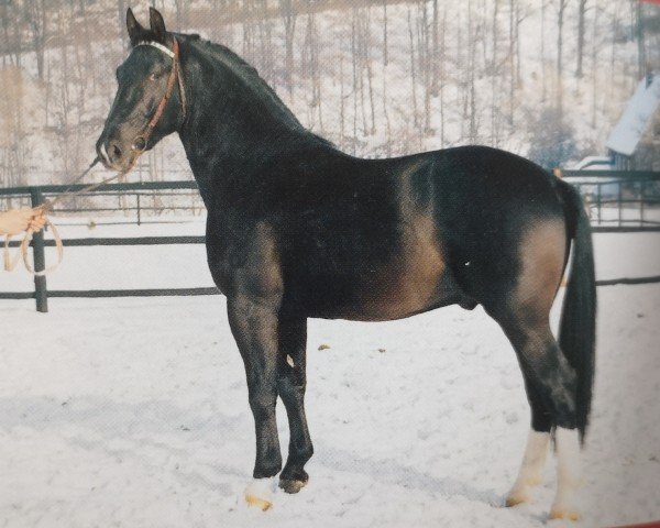 stallion Episkop (Heavy Warmblood, 1990, from Epos)
