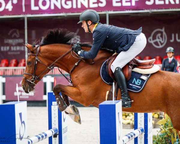 jumper Killaloe Sitte (Belgium Sporthorse, 2016, from Dayton Sitte)