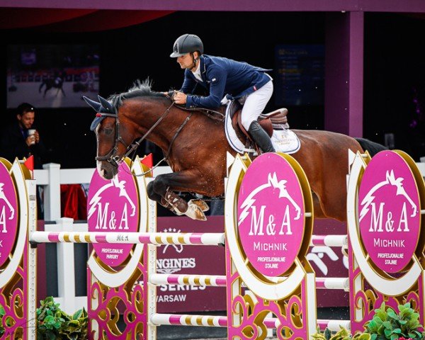 jumper King Salvador (KWPN (Royal Dutch Sporthorse), 2015, from El Salvador)