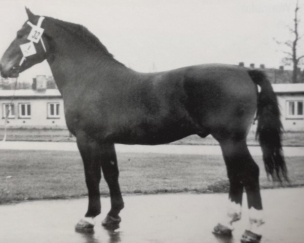 stallion Feldweg (Heavy Warmblood, 1959, from Felderbe)