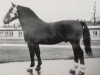 stallion Feldweg (Heavy Warmblood, 1959, from Felderbe)