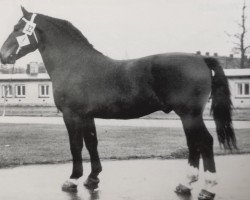 Deckhengst Feldweg Mo 1172 (Schweres Warmblut, 1959, von Felderbe)