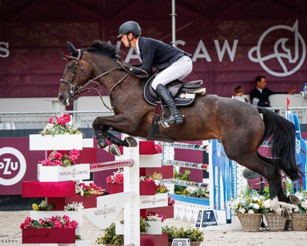 jumper Looks Good de Liebri Z (Zangersheide riding horse, 2015, from Lector van de Bisschop)