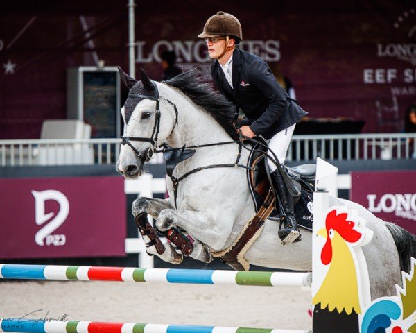 jumper Lunette van de Marijen Hoeve (KWPN (Royal Dutch Sporthorse), 2016)