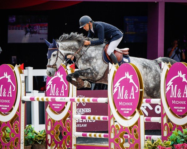 jumper Magic van't Hulgenrode Z (Zangersheide riding horse, 2015, from Midas vh Endhouse)