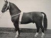 stallion Fridolin Mo 1202 (Heavy Warmblood, 1961, from Friedolf Mo 1146)