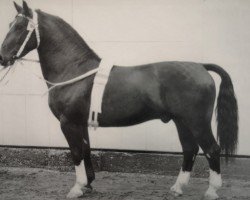 Deckhengst Fridolin Mo 1202 (Schweres Warmblut, 1961, von Friedolf Mo 1146)