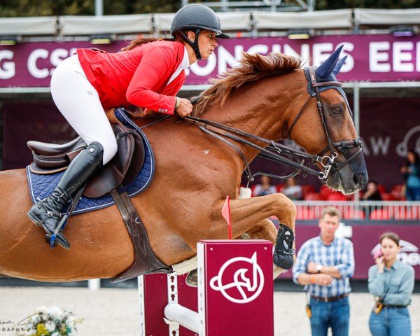 jumper Pecorino de La Liniere (Belgian Warmblood, 2015, from Bamako de Muze)