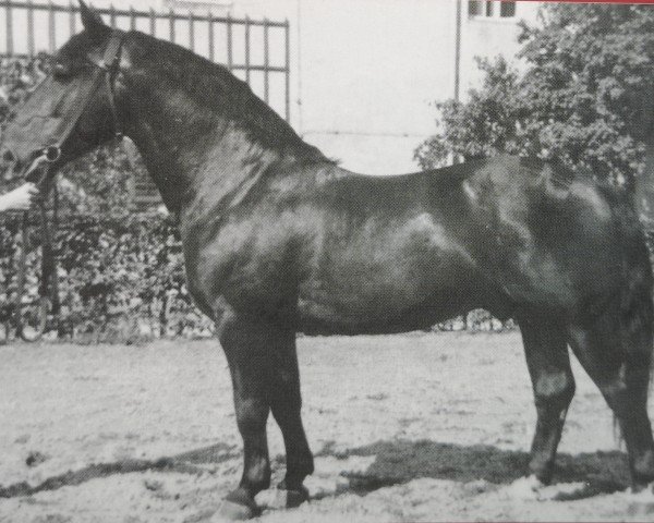stallion Gabo (Heavy Warmblood, 1945, from Gabler SN 597)