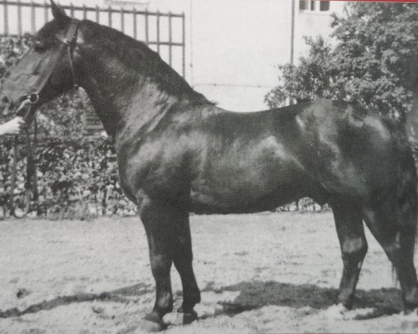 Deckhengst Gabo (Schweres Warmblut, 1945, von Gabler SN 597)