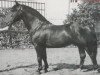 stallion Gabo (Heavy Warmblood, 1945, from Gabler SN 597)