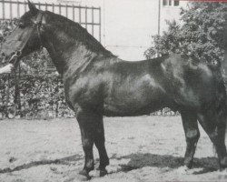 stallion Gabo (Heavy Warmblood, 1945, from Gabler SN 597)