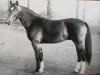 stallion Farko (unknown, 1967, from Friedolf)