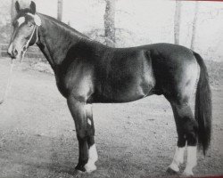 stallion Farko Mo 1281 (Heavy Warmblood, 1967, from Friedolf Mo 1146)