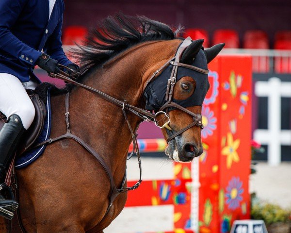 jumper Viktor Z (Zangersheide riding horse, 2013, from Verdi)