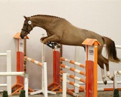 jumper Johnnie Walker F (KWPN (Royal Dutch Sporthorse), 2014, from Cidane)