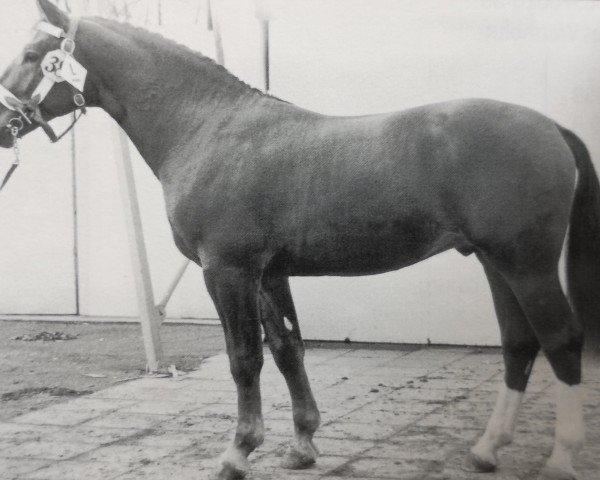 Deckhengst Fedor (Schweres Warmblut, 1964, von Friedolf)