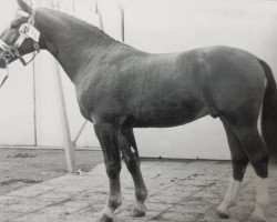 Deckhengst Fedor Mo 1234 (Schweres Warmblut, 1964, von Friedolf Mo 1146)