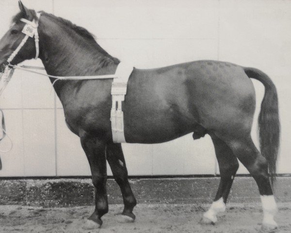 horse Florett (Heavy Warmblood, 1961, from Friedolf)