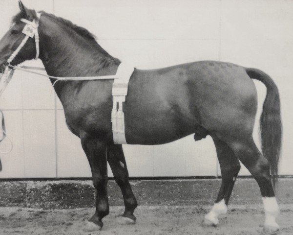 Deckhengst Florett Mo 1201 (Schweres Warmblut, 1961, von Friedolf Mo 1146)