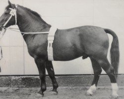 stallion Florett Mo 1201 (Heavy Warmblood, 1961, from Friedolf Mo 1146)