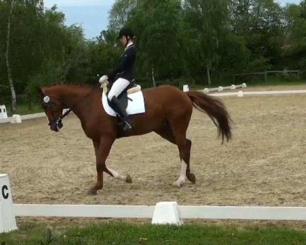 Lienen Dressur und Springturnier 2012
